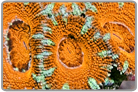 Orange Acan Lord
